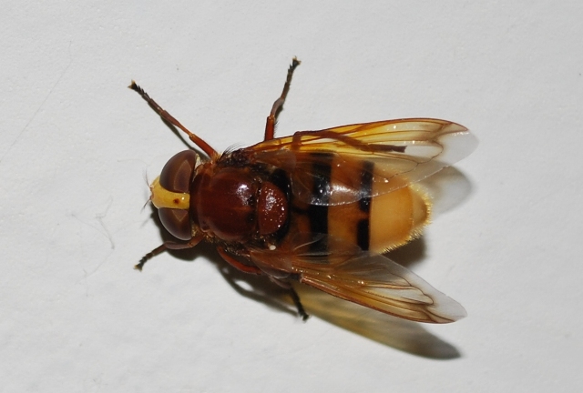 Volucella zonaria